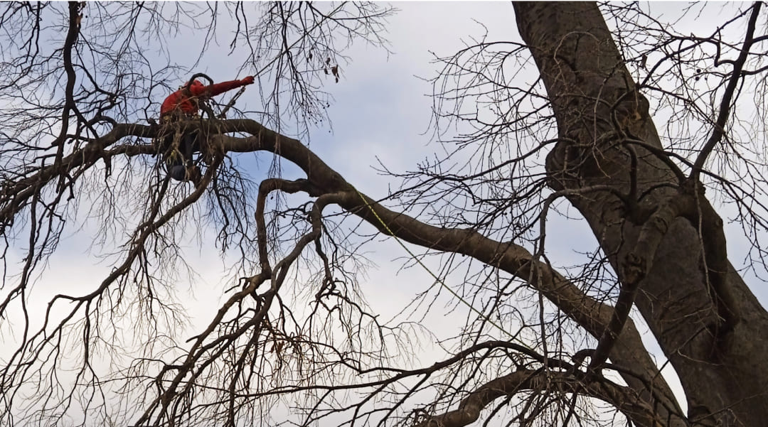 escalador trabajando en la rehabilitación sobre un arbol