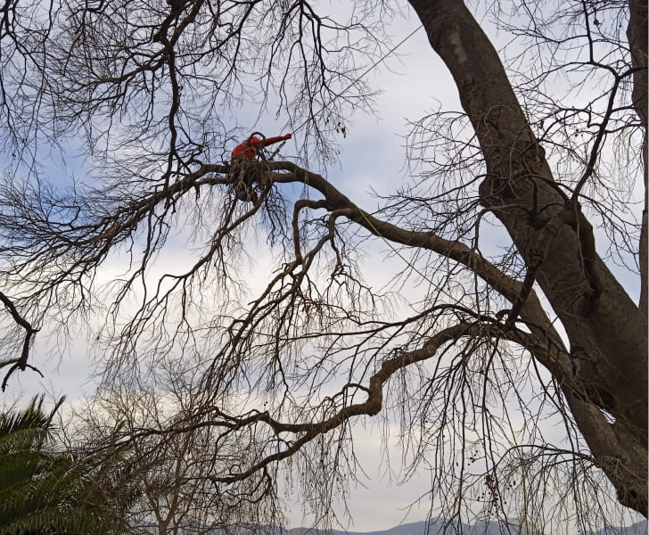 hombre trabajando colgado en un árbol