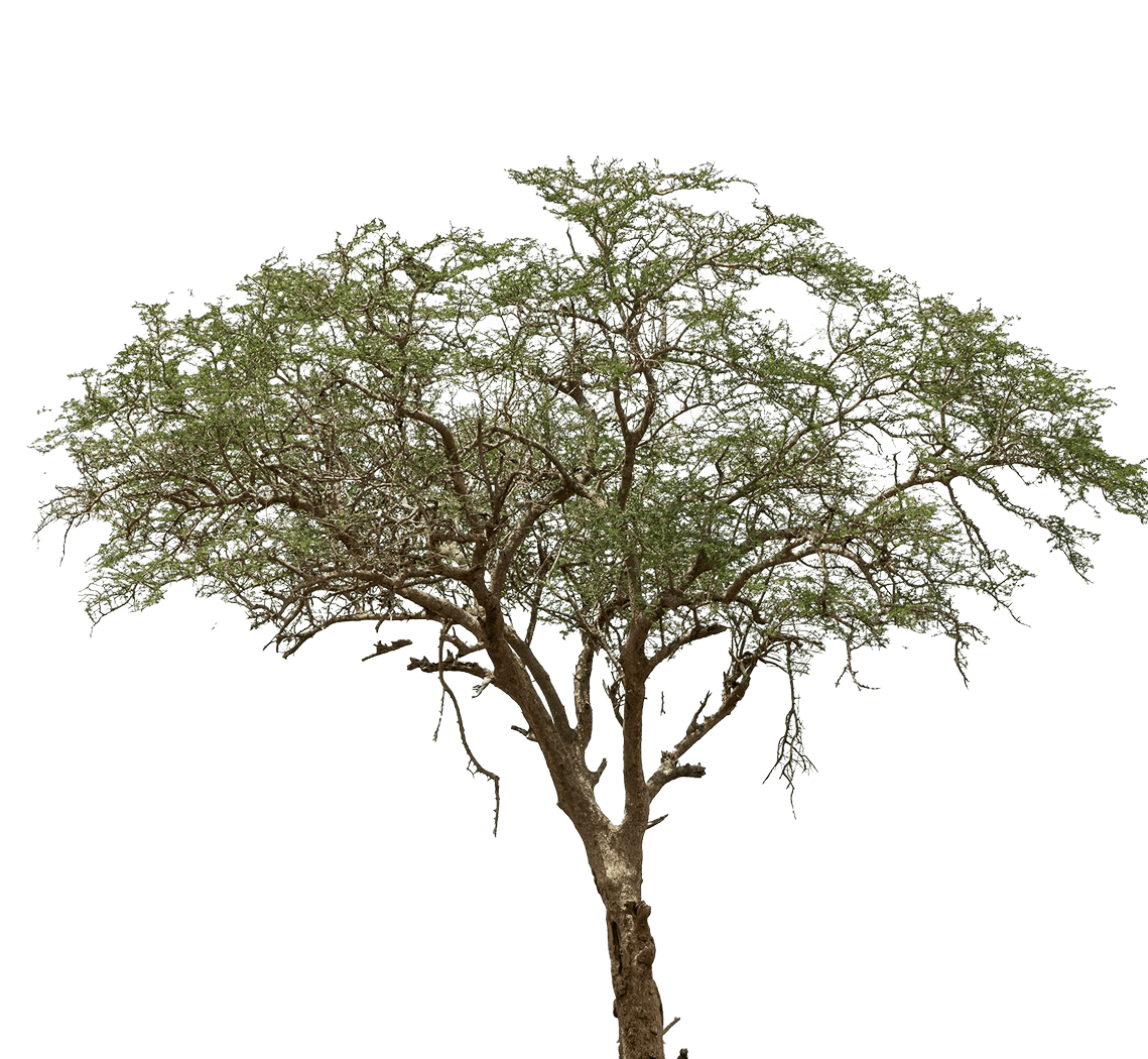 arbol con fondo transparente